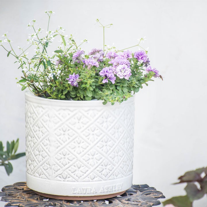 ますが Mr Jones Cylinder 直径38cmサイズ LAURA ASHLEY PLANTER (秋のガーデニングフェア) がけており