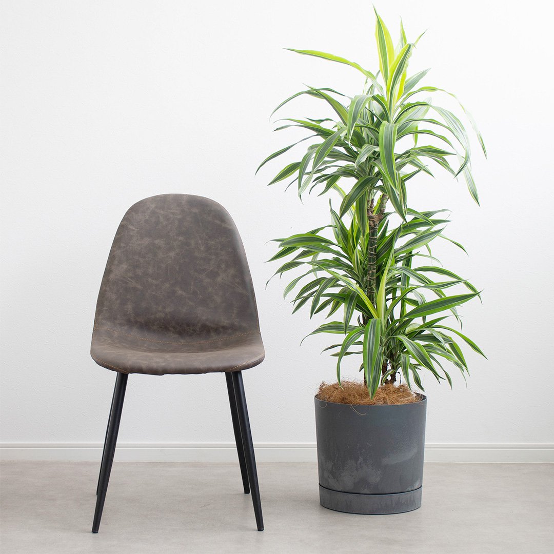 ポーランド製植木鉢 受け皿付き プロスパー トゥーボ B 24cm Sサイズ