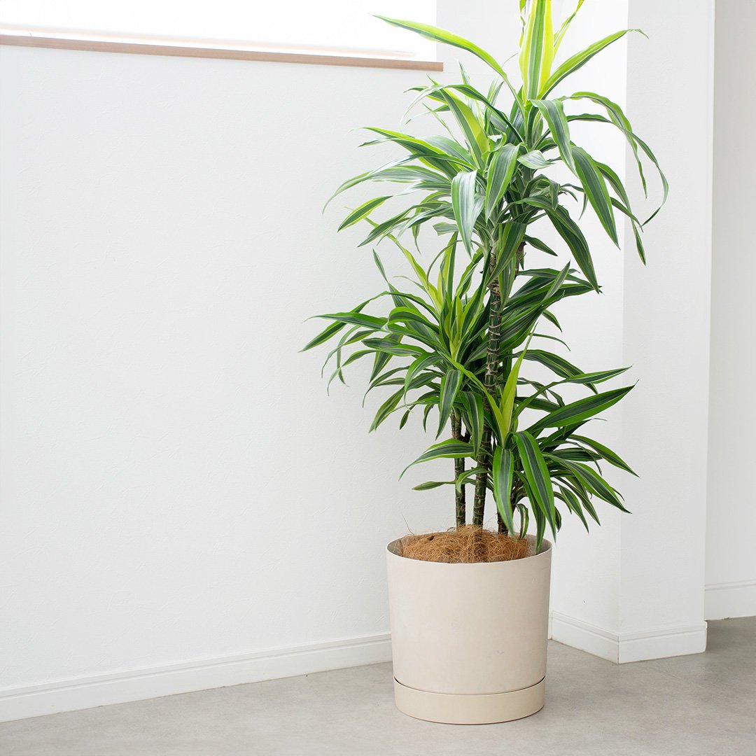 ポーランド製植木鉢 受け皿付き プロスパー トゥーボ B 30cm Mサイズ