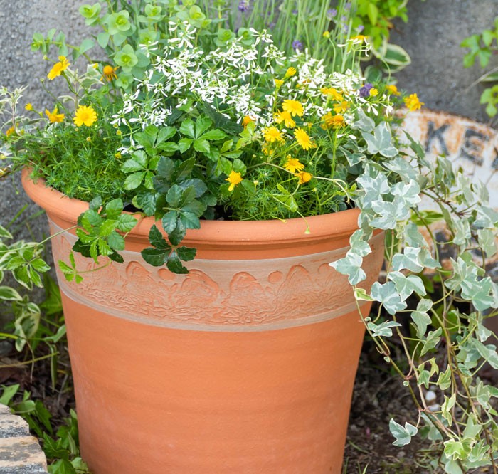 ウィッチフォード 植木鉢 ロビン ポット 直径33cmサイズ Whichford