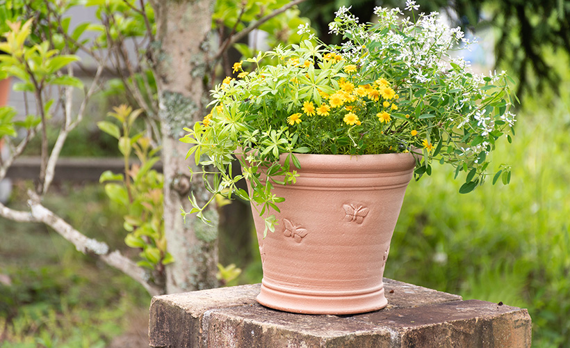ウィッチフォード 植木鉢 バタフライポット 直径36cmサイズ Whichford