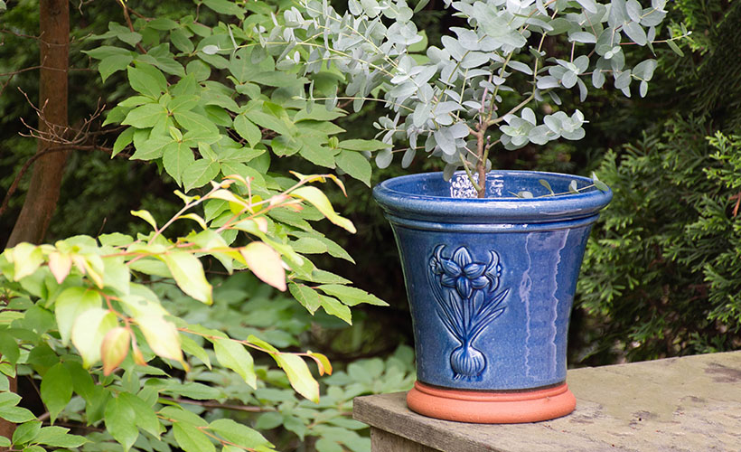 ウィッチフォード 植木鉢 グレイズド アマリリスポット 直径20cmサイズ 
