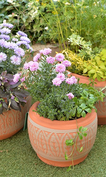ウィッチフォード 植木鉢 アステカボウル（アズテックボール） 直径