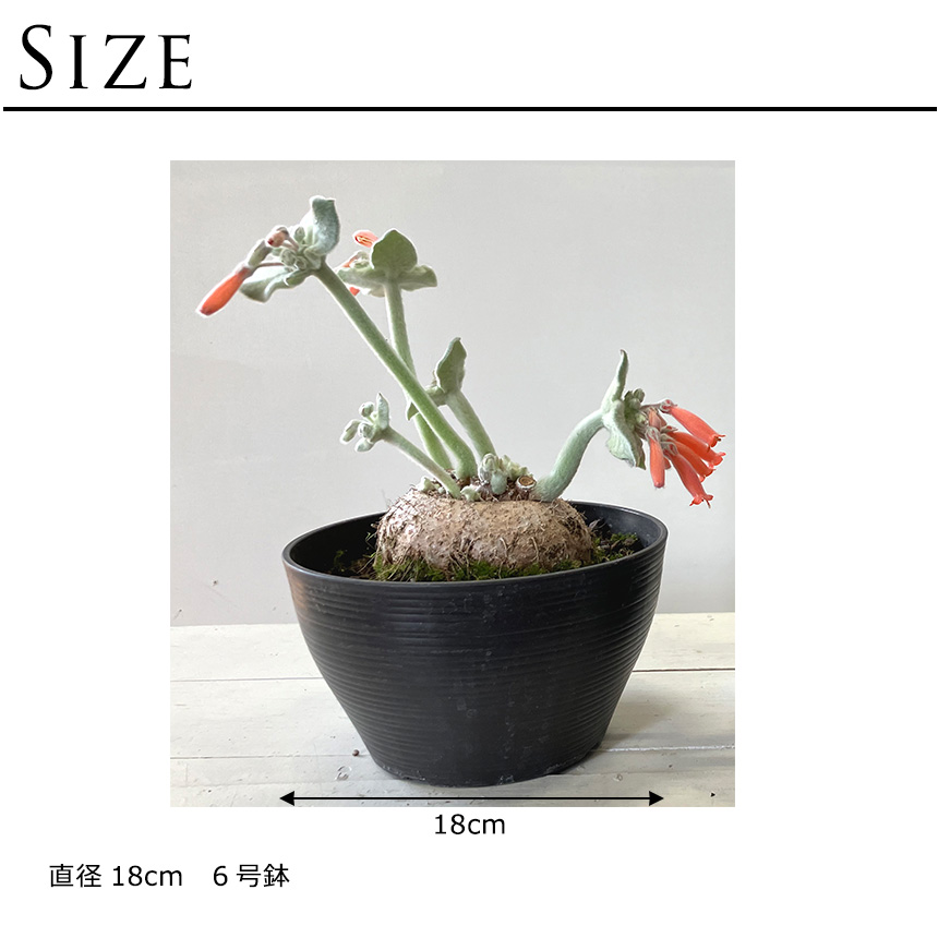 塊根植物 シンニンギア レウコトリカ S 6号サイズ 断崖の女王
