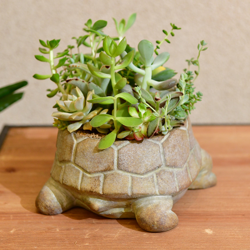 ARTISTIC SEITO フラワーチャイルド　小物入れ フラワーポット 小型 鉢 アニマルポット カメ TURTLE プランター