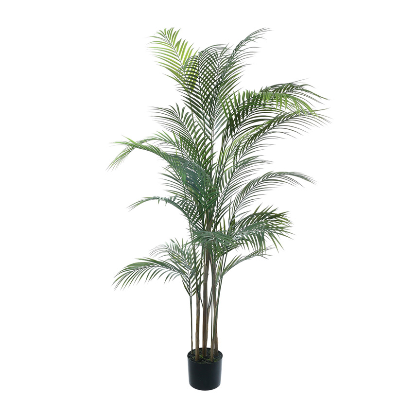 MiKe(ФωФ) 観葉植物　特大アレカヤシ　高さ２１０センチ アレカヤシ 観葉植物 大型 人気 おしゃれ インテリアグリーン