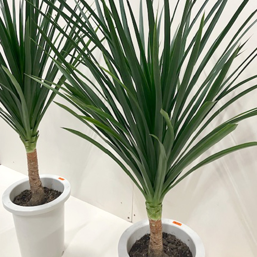 観葉植物 ドラセナ カンボジアーナ 幸福の木 M 7号 おしゃれ 植物 室内