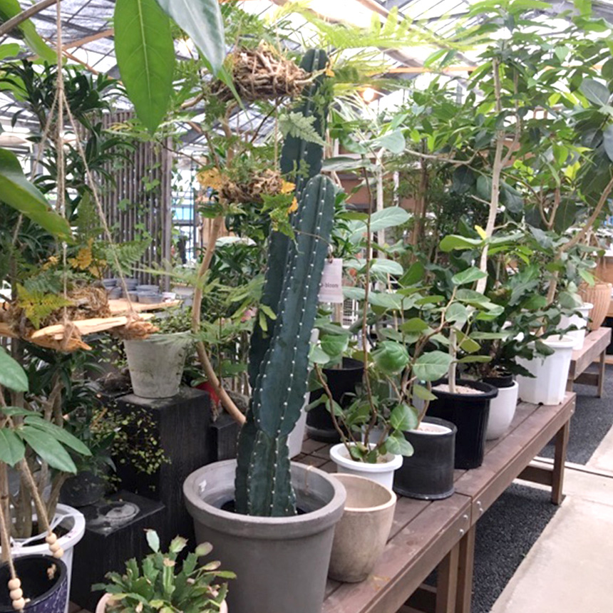 観葉植物 ドラセナ カンボジアーナ 幸福の木 M 7号 おしゃれ 植物 室内