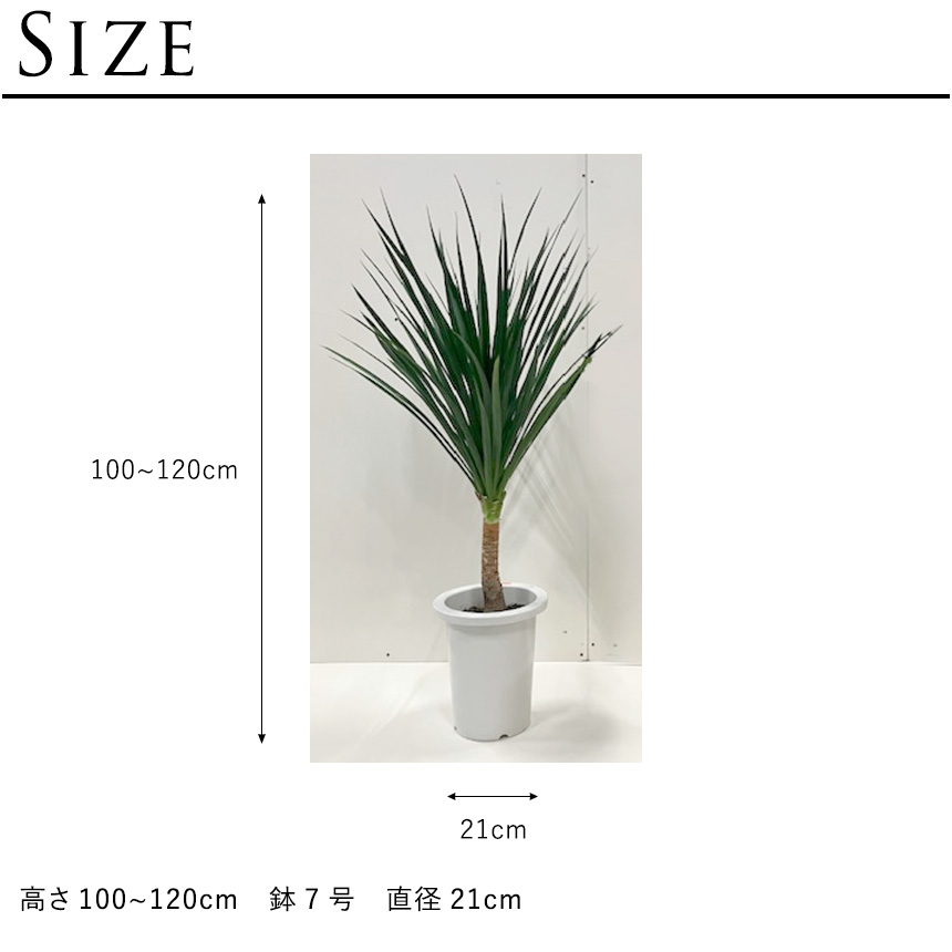 観葉植物 ドラセナ カンボジアーナ 幸福の木 M 7号 おしゃれ 植物 室内
