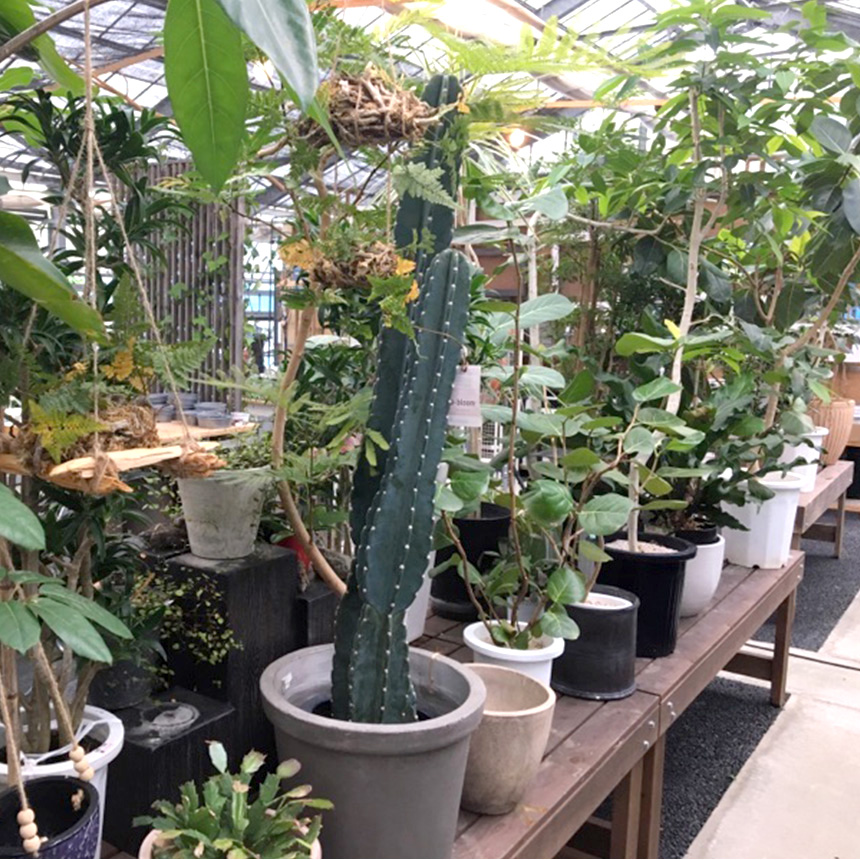 観葉植物 シーグレープ M 7号 ハマベブドウ おしゃれ 植物 室内 園芸
