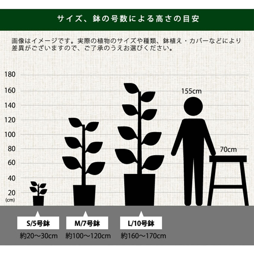 観葉植物 シーグレープ M 7号 ハマベブドウ おしゃれ 植物 室内 園芸