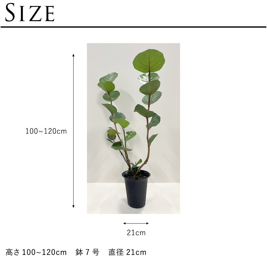 観葉植物 シーグレープ M 7号 ハマベブドウ おしゃれ 植物 室内 園芸