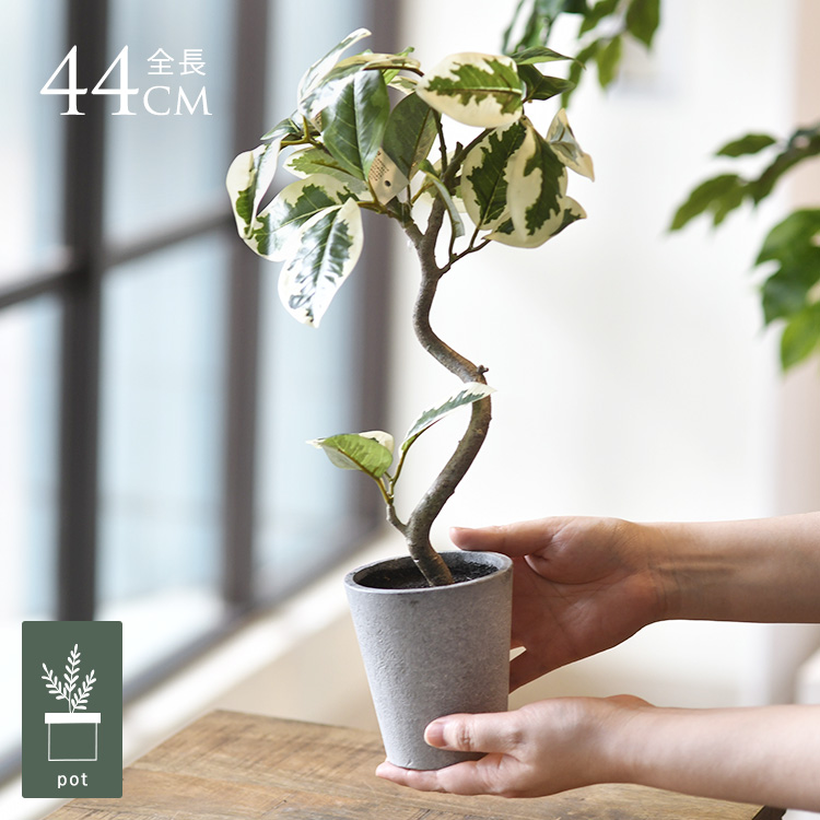 110cm アルテシマ　観葉植物 楽天市場】【観葉植物】「フィカス・アルテシマ」6号 観葉植物