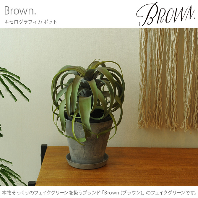 観葉植物 チランジア 造花 卓上 リアル グリーン デスク おしゃれ 多肉 Brown. ブラウン キセログラフィカ ポット : ga-01384 :  Nester - 通販 - Yahoo!ショッピング