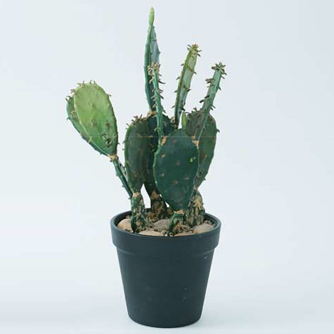 光触媒　人工観葉植物　ウォールグリーン　フェイクグリーン　ウチワサボテンz 観葉植物 造花 リアル サボテン グリーン 卓上 デスク おしゃれ 多肉