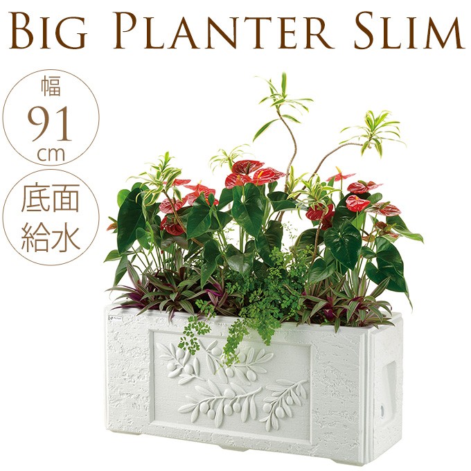 るぶちん55☆】フラントイオ高さ100㎝前後、ヒナカゼ120㎝前後 るぶち