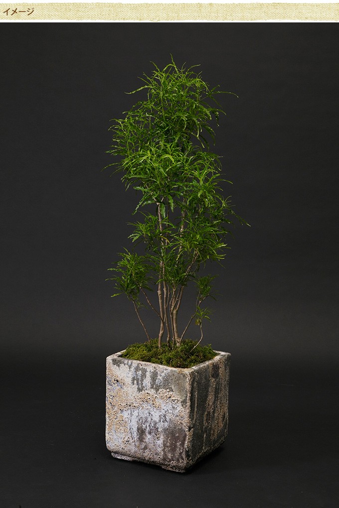 大きい スクエア ビンテージ アンティーク 陶器 植木鉢 プランター 鉢
