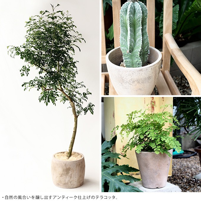 大型 鉢 プランター テラコッタ 自然と調和する スクエア 31×31cm