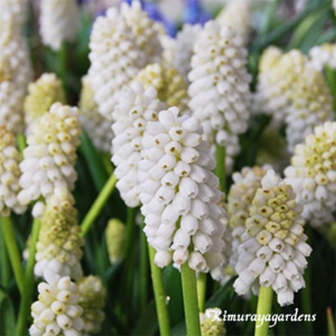 秋植え 球根 栽培 花壇 趣味 園芸 ガーデニング 庭 花 植物 ムスカリ