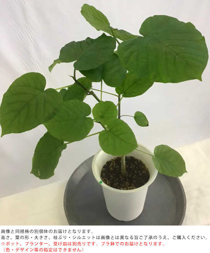 観葉植物 ウンベラータ S 5号鉢 植物 7号 インテリア 室内 玄関 屋外