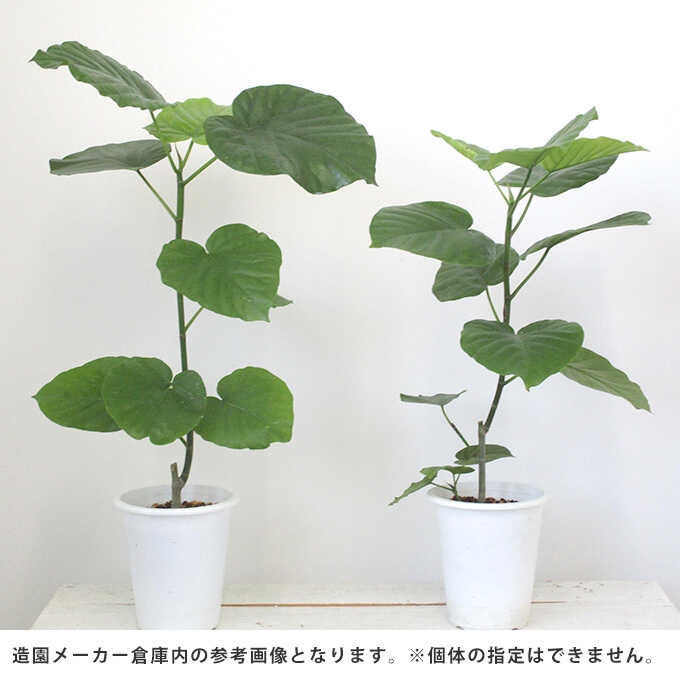 観葉植物 ウンベラータ S 5号鉢 植物 7号 インテリア 室内 玄関 屋外