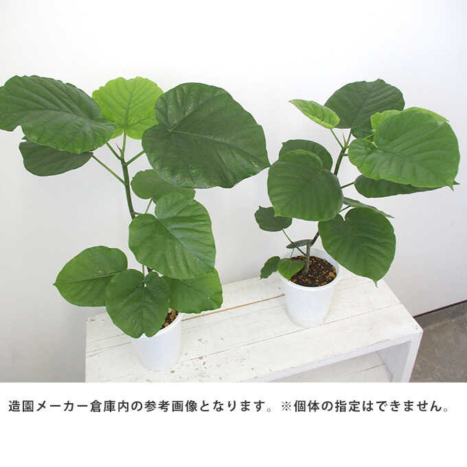 観葉植物 ウンベラータ S 5号鉢 植物 7号 インテリア 室内 玄関 屋外