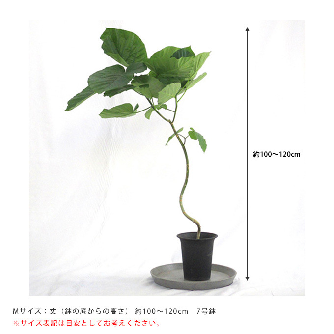 大切なウンベラータ Lサイズ 観葉植物 calm cafe 524 フィカス ウンベラータ 曲がり 幹太 観葉植物 多肉植物 calm
