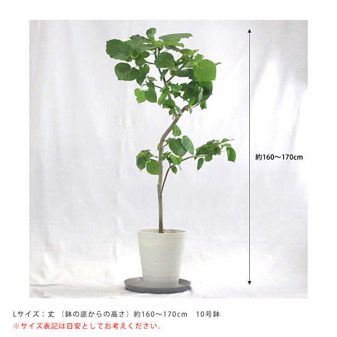 観葉植物 ウンベラータ L 10号鉢 植物 10号 インテリア 室内 玄関 屋外 