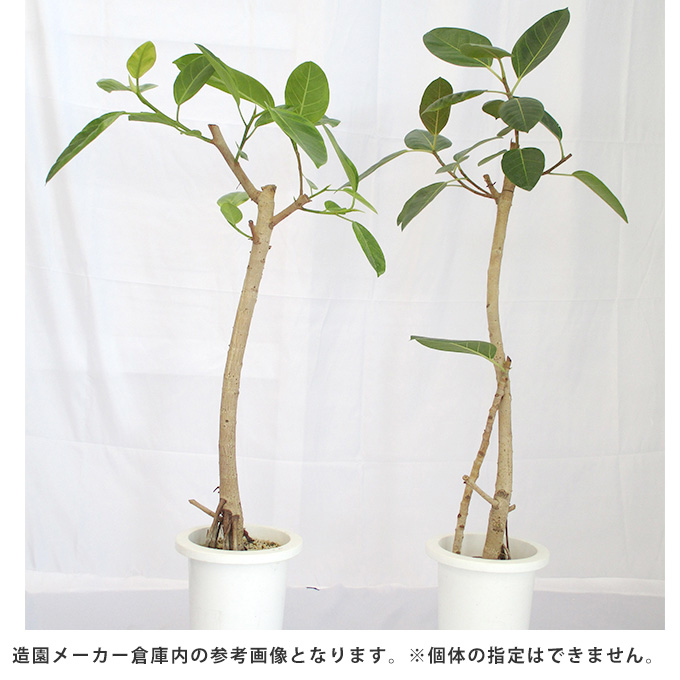 観葉植物 アルテシマ M 7号鉢 植物 7号 インテリア 室内 リビング 屋外
