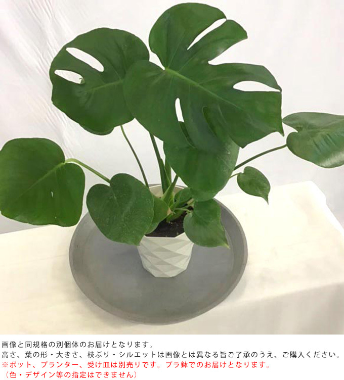 観葉植物 ヒメモンステラ S 5号鉢 植物 5号 インテリア 室内 リビング 屋外 ベランダ 植木 庭 人気 : pg-28282 : Nester  - 通販 - Yahoo!ショッピング