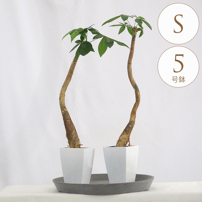 観葉植物 パキラ S 5号鉢 植物 5号 インテリア 室内 リビング 屋外