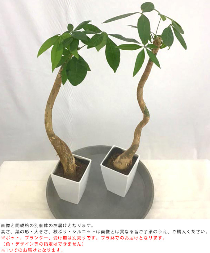 観葉植物 パキラ S 5号鉢 植物 5号 インテリア 室内 リビング 屋外