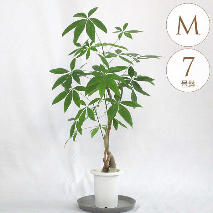 観葉植物 パキラ M 植物 インテリア 室内 植木 プレゼント ギフト