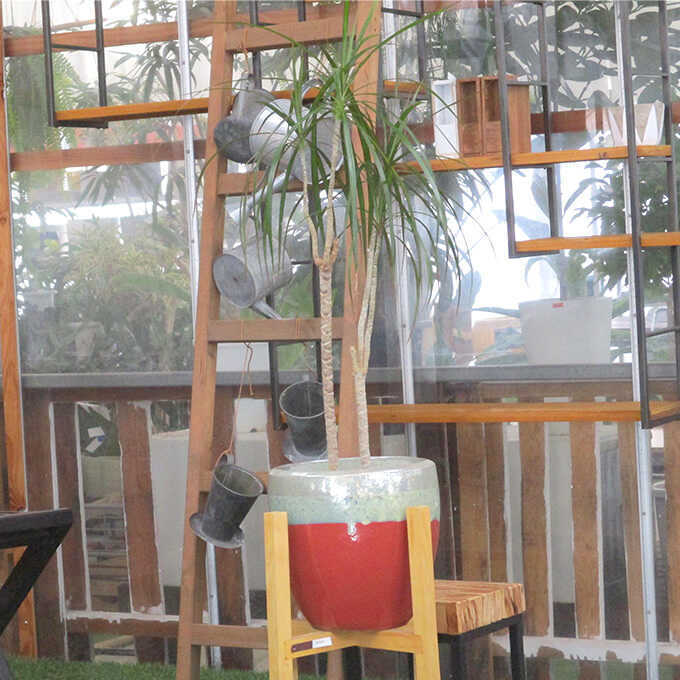観葉植物 ドラセナ コンシンネ M 7号鉢 植物 7号 インテリア 室内