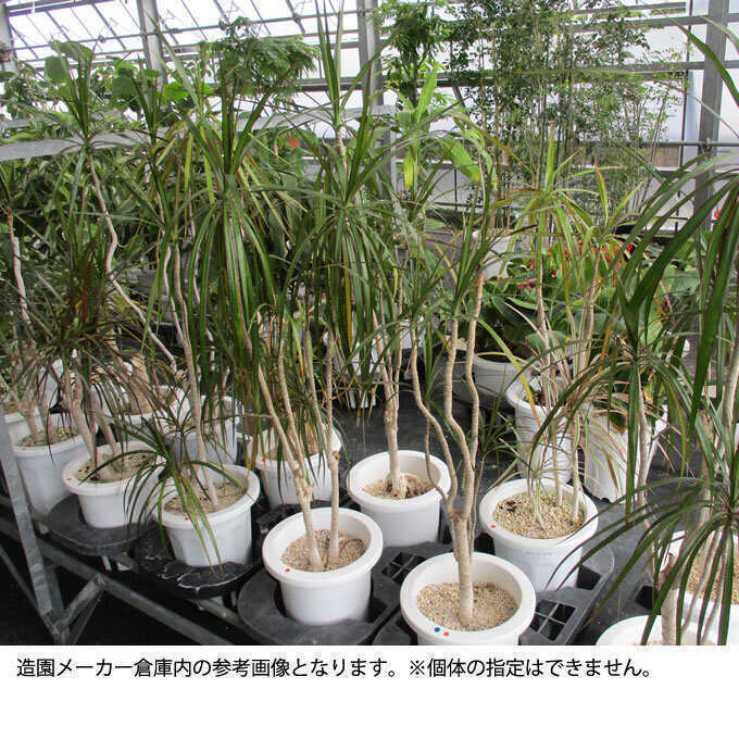 観葉植物 ドラセナ コンシンネ M 7号鉢 植物 7号 インテリア 室内 リビング 屋外 ベランダ 植木 玄関 庭 オフィス 多年草 人気 グリーン  緑 葉 : pg-28292 : Nester - 通販 - Yahoo!ショッピング