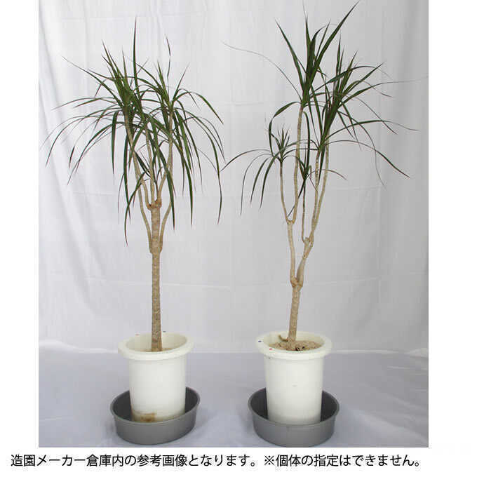 観葉植物 ドラセナ コンシンネ M 7号鉢 植物 7号 インテリア 室内 リビング 屋外 ベランダ 植木 玄関 庭 オフィス 多年草 人気 グリーン  緑 葉 : pg-28292 : Nester - 通販 - Yahoo!ショッピング