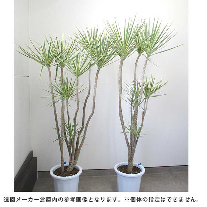 観葉植物 ドラセナ コンシンネ L 10号鉢 植物 10号 インテリア 室内 