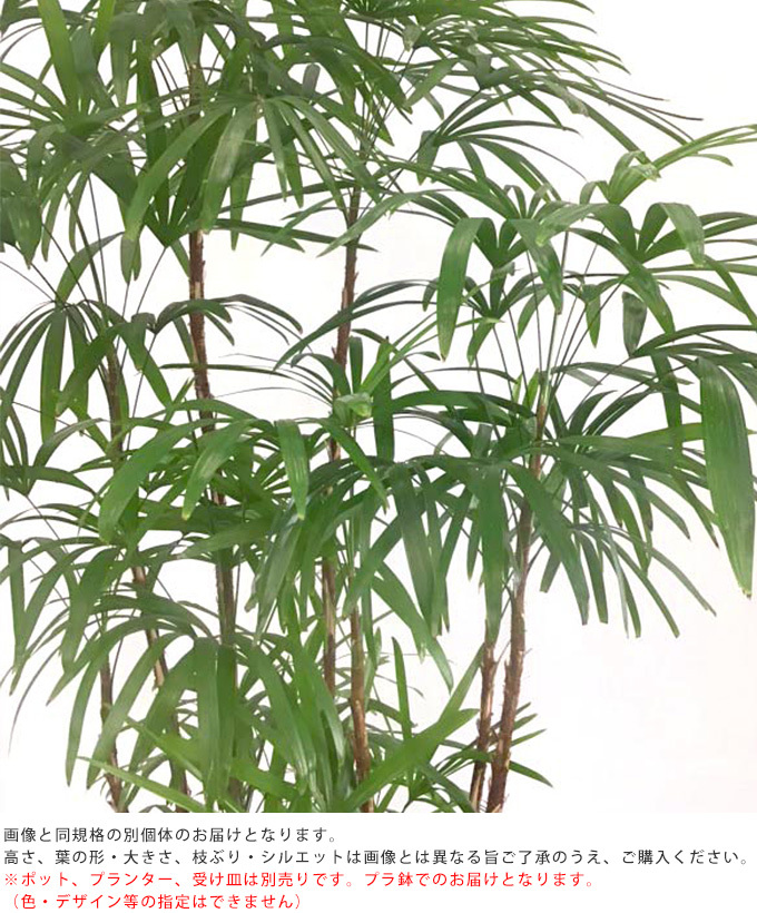 シュロの木　全長約140cm 新品鉢付き シュロチク 10号鉢 観葉植物と植木鉢の専門店cocolate
