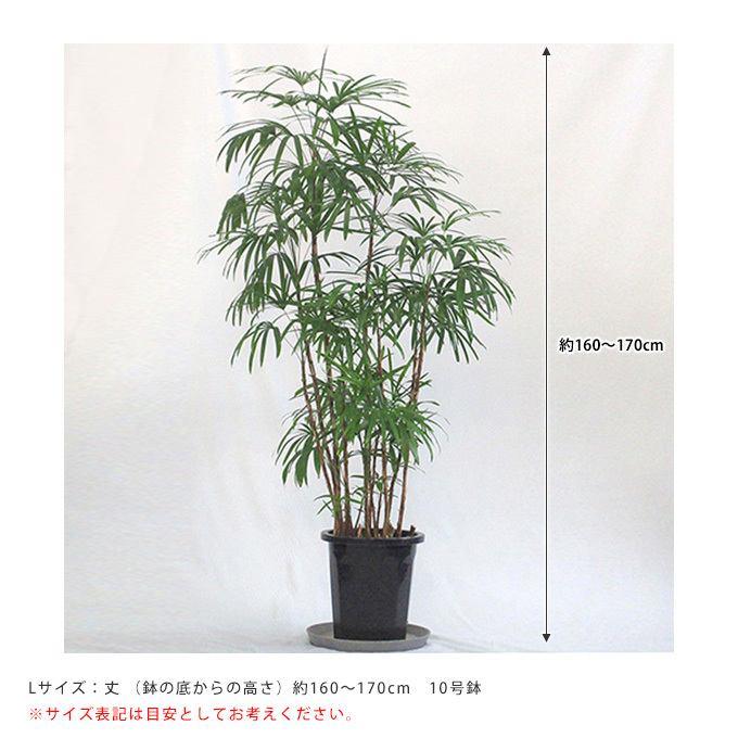 【激安通販 オンラインショップ】 pg-28295_3.jpg その他観葉植物