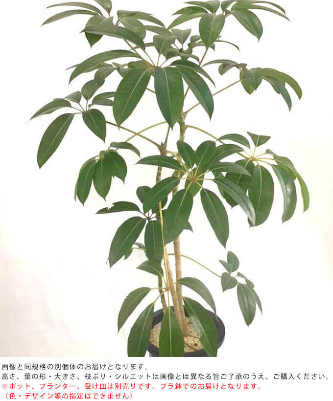 観葉植物 幸せを呼ぶ ツピダンサス L 10号鉢 植物 10号 インテリア