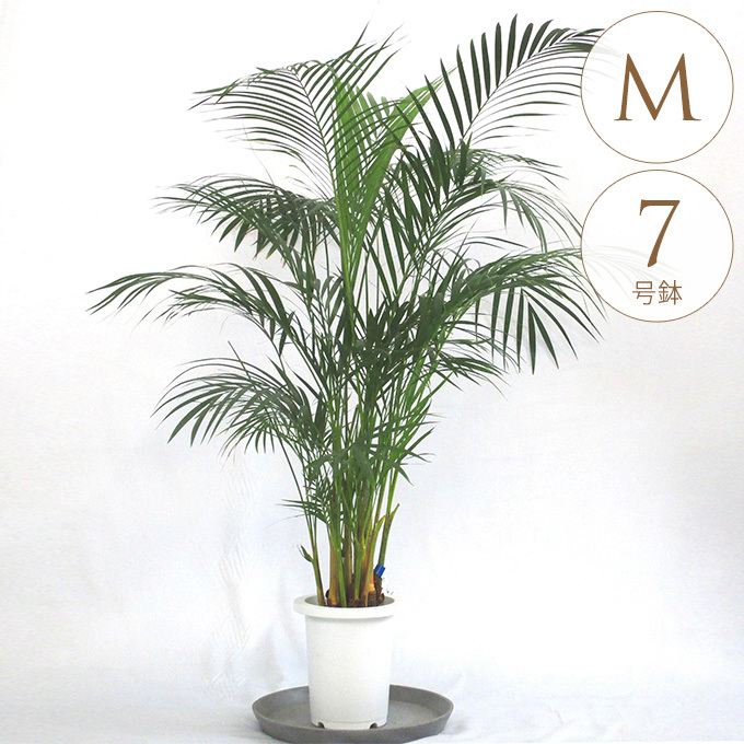 観葉植物 ドラセナ カンボジアーナ 幸福の木 M 7号 おしゃれ 植物 室内