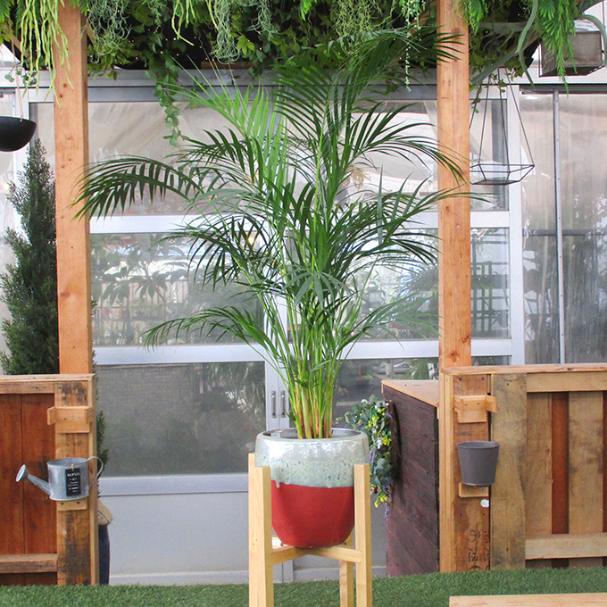 観葉植物 アレカヤシ M 7号鉢 植物 7号 インテリア 室内 リビング 屋外