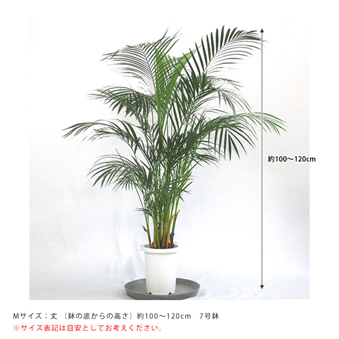 g162012]【高さ95cm】Nature 光触媒人工観葉植物 アレカヤシ