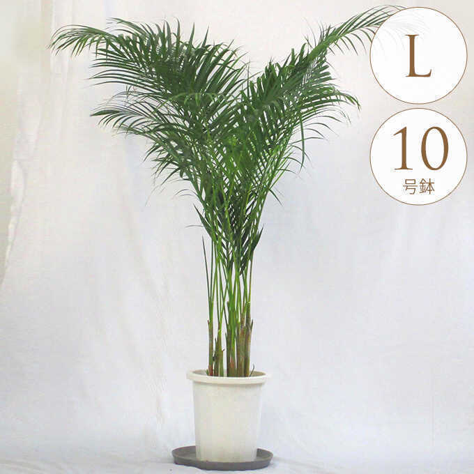 観葉植物 アレカヤシ L 10号鉢 植物 インテリア 室内 リビング