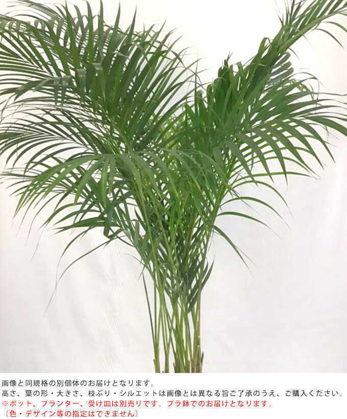 pg-28298_1.jpg