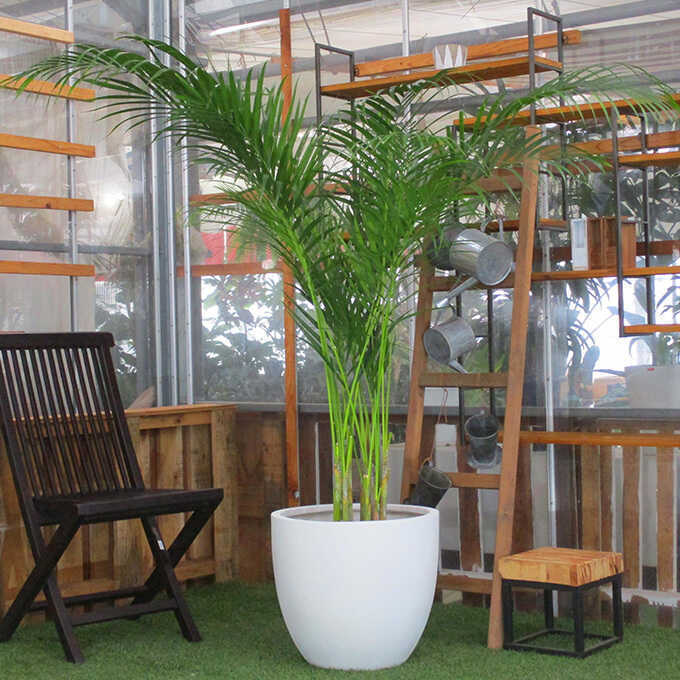 観葉植物 アレカヤシ L 10号鉢 植物 インテリア 室内 リビング 屋外