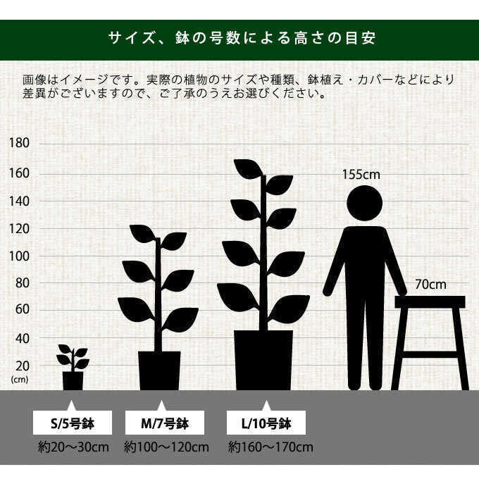 観葉植物 アレカヤシ L 10号鉢 植物 インテリア 室内 リビング 屋外