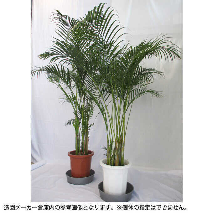 観葉植物 アレカヤシ L 10号鉢 植物 インテリア 室内 リビング 屋外