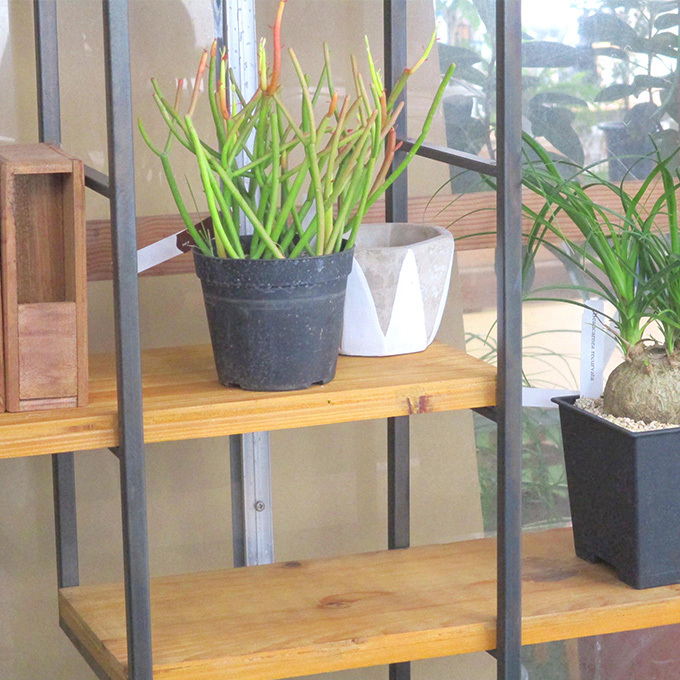 観葉植物 ミルクブッシュ S 5号鉢 植物 5号 インテリア 室内 リビング