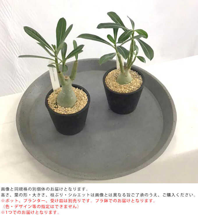 観葉植物 塊根植物 アデニウム オベスム S 5号 植物 5号 インテリア 室内 リビング 屋外 ベランダ 玄関 オフィス 人気 砂漠のバラ :  pg-28305 : Nester - 通販 - Yahoo!ショッピング